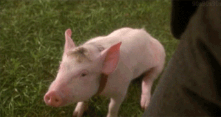 Babe the pig | Giphy