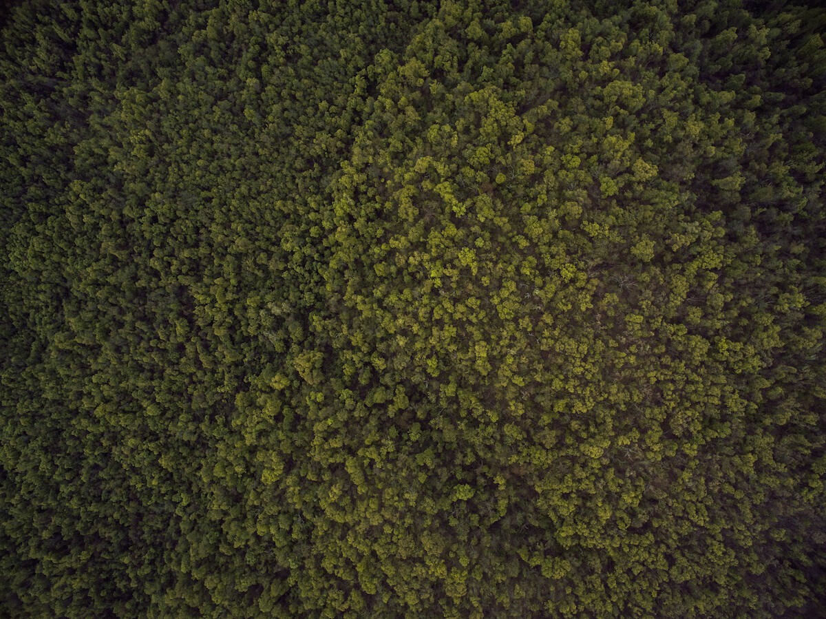 An aerial view of a forest - The Founder of Wired Magazine Cracked the Code for Growing Any Business