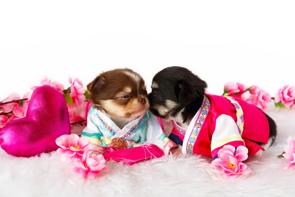 Puppies in robes - Easy Valentine’s Day Marketing Ideas for Small Businesses
