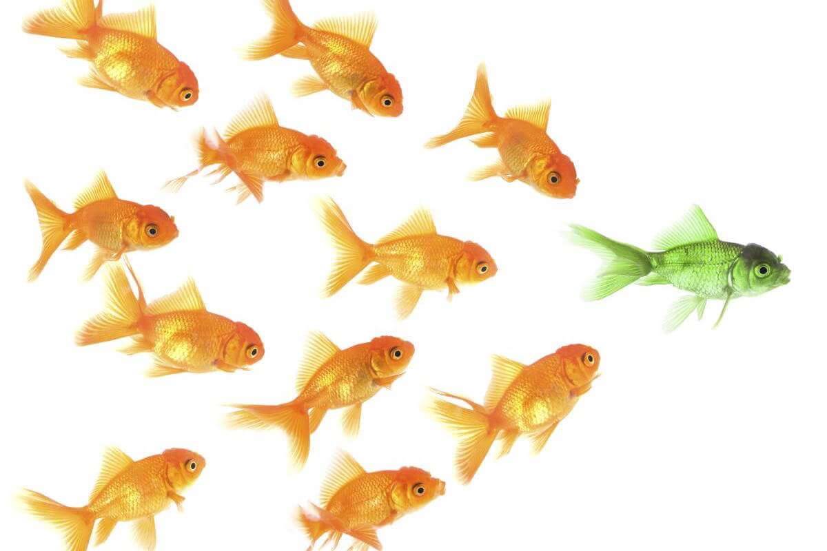 A school of goldfish - 16 Influencers Every Small Business Owner Should Know