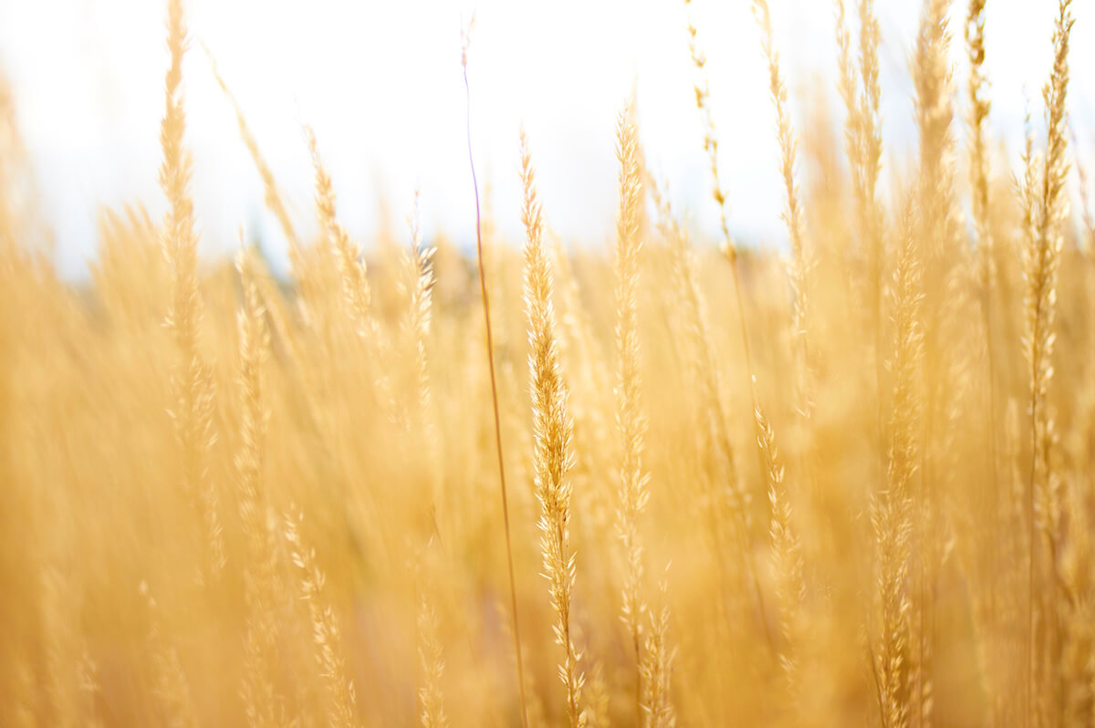 A wheat field - 3 Decision Making Tips from a Nobel Prize Winning Psychologist